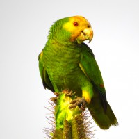 Yellow-shouldered Parrot